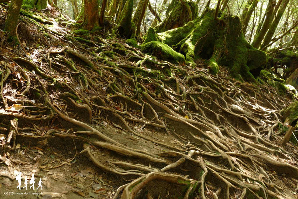 yakushima-shiratani-unsuikyo-007