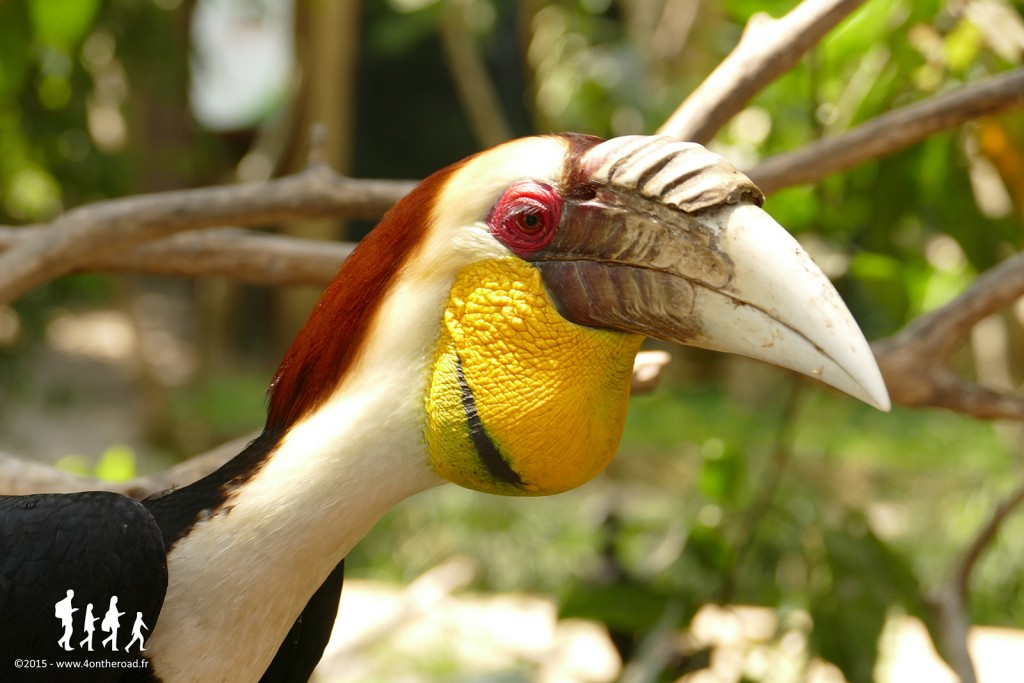 Bali-Bird-Park (119) copie