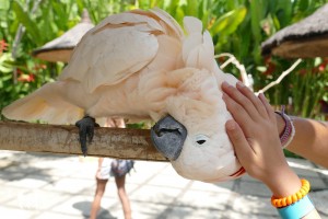 Bali-Bird-Park (51) copie