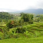 Bali-Jatiluwih (3)