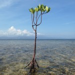 Bali-Lembongan (194)