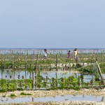 Bali-Lembongan (8)