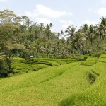 Bali-Temple-Gulung-Kawi (22) copie