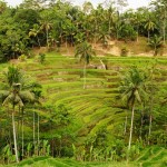 Bali-rizières-tegallalang (14) copie