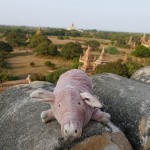 Myanmar-Bagan (16)