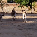 Myanmar-Bagan (51)