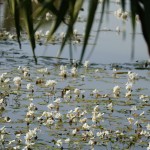 Myanmar-Mandalay-Inwa (34)