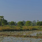 Myanmar-Mandalay-Inwa (45)