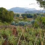 Myanmar-trek-kalaw-inle-J2 (154)