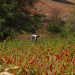 Myanmar-trek-kalaw-inle-J2 (84)