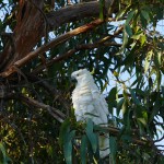 Australie-roadtrip-1201-Torquay-Anglesea (41)