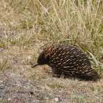 Australie-roadtrip-1401-Apollo_Bay-Port_Fairy (164)