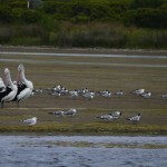 Australie-roadtrip-1401-Apollo_Bay-Port_Fairy (187)