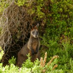 Australie-roadtrip-1501-Port_Fairy-Griffiths_Island-Tower_Hill-Halls Gap (66)