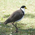 Australie-roadtrip-2101-Port_Stephens-Crowdy_Bay_National_Park (35)