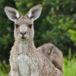 Australie-roadtrip-2301-Port_Macquarie-Moonee_Beach (58)