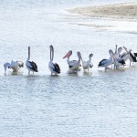 Australie-roadtrip-2401-Moonee_Beach-Ballina (90)
