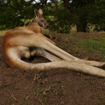 Australie-roadtrip-2701-Hastings_Point-Brisbane (79)