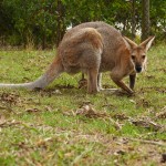 Australie-roadtrip-2701-Hastings_Point-Brisbane (81)