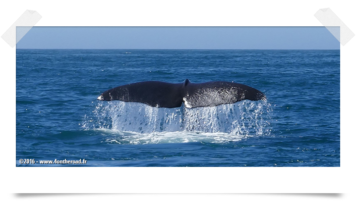 couverture-kaikoura-cachalots